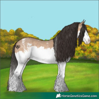 Horse Color:Bay Dun Sabino Splash 
