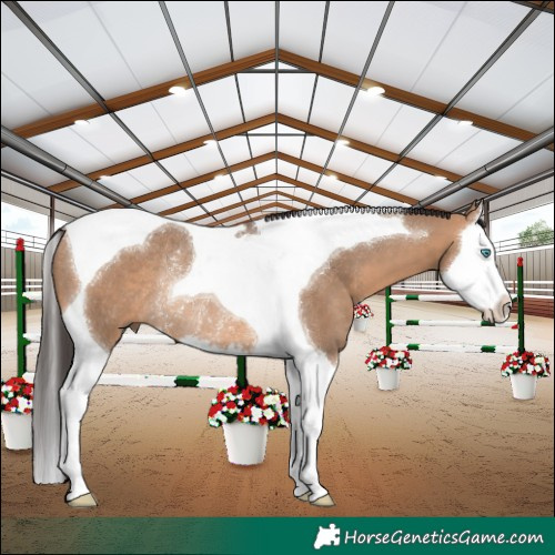 Horse Color:Bay Dun Splash Tobiano Rabicano