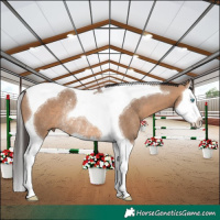 Horse Color:Bay Dun Splash Tobiano Rabicano