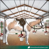 Horse Color:Bay Dun Splash Tobiano Rabicano
