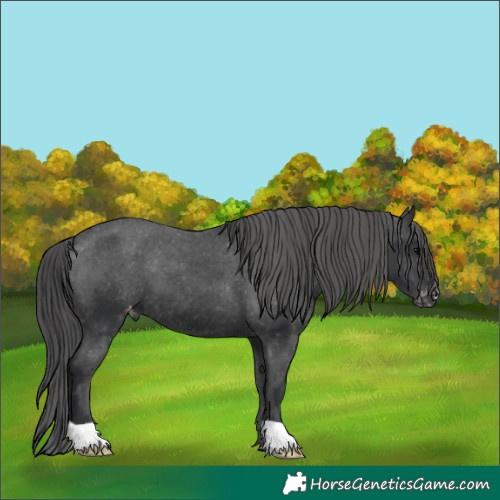 Horse Color:Black Appaloosa 