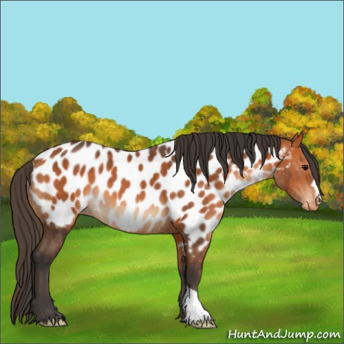 Horse Color:Bay Near Leopard 