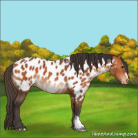 Horse Color:Bay Near Leopard
