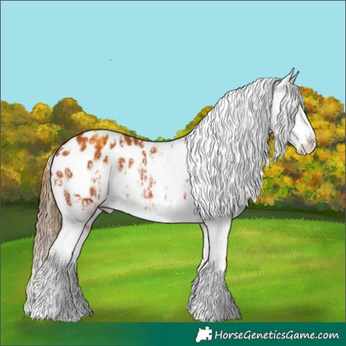 Horse Color:Buckskin Varnish  and Bay Sabino Blanket Rabicano 