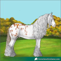 Horse Color:Buckskin Varnish  and Bay Sabino Blanket Rabicano 