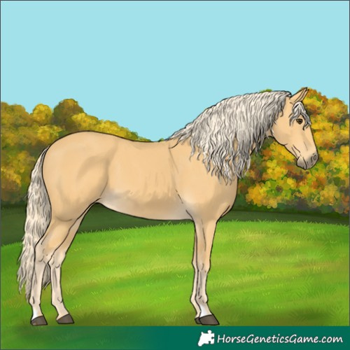Horse Color:Palomino 