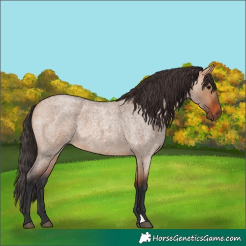 Horse Color:Unknown 