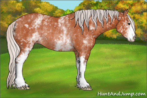 Horse Color:White Spotted Silver Bay Rabicano 