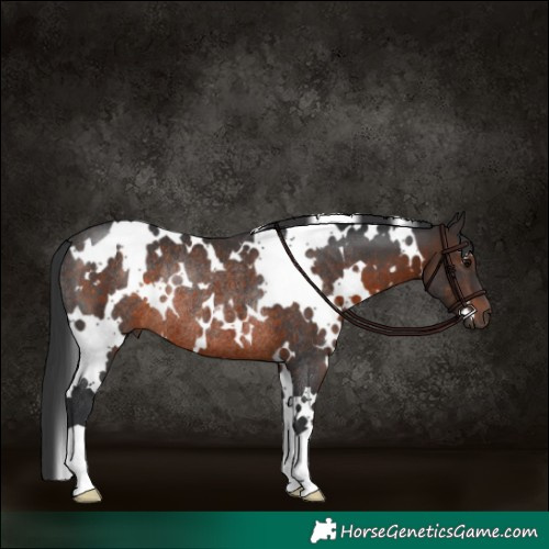 Horse Color:White Spotted Brown Rabicano 