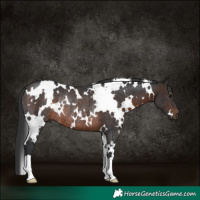 Horse Color:White Spotted Brown Rabicano 