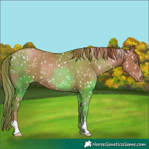 Horse Color:Chocolate Black Pearl Snowflake Varnish Rabicano