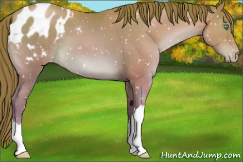 Horse Color:Chocolate Bay Pearl Appaloosa 