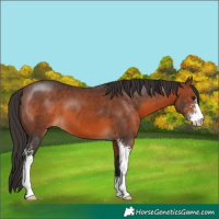 Horse Color:Brown Sabino 