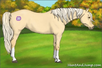 Horse Color:Palomino Dun Tobiano 