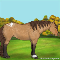 Horse Color:Buckskin Dun Appaloosa 