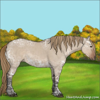 Horse Color:Liver Red Dun Ice Rabicano 