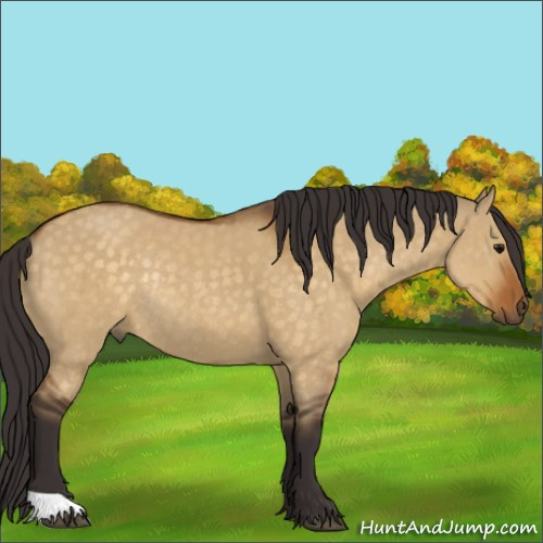 Horse Color:Buckskin Dun Rabicano