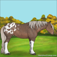 Horse Color:Silver Black Tobiano Appaloosa