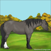 Horse Color:Grullo