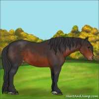 Horse Color:Brown Appaloosa 