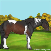 Horse Color:Brown Tobiano Appaloosa Rabicano 