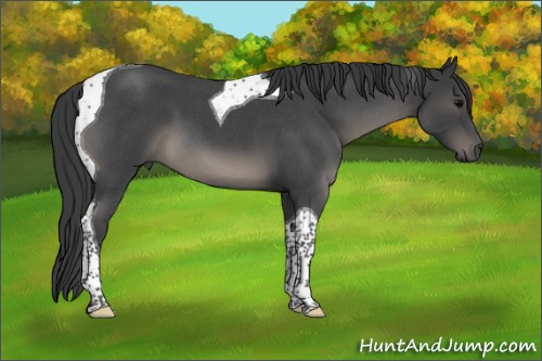 Horse Color:Blue Roan Tobiano 