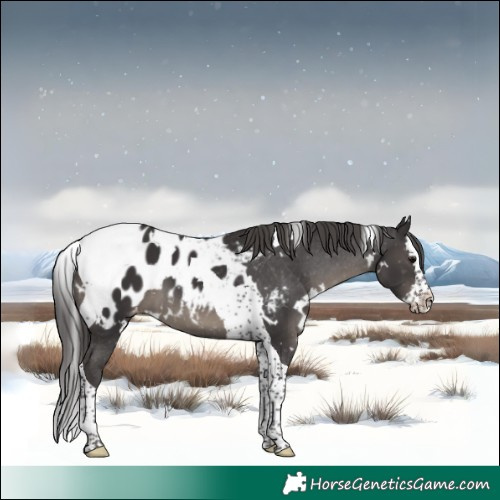 Horse Color:White Spotted Smoky Black Splash Tobiano Appaloosa 
