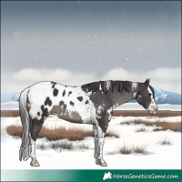 Horse Color:White Spotted Smoky Black Splash Tobiano Appaloosa 
