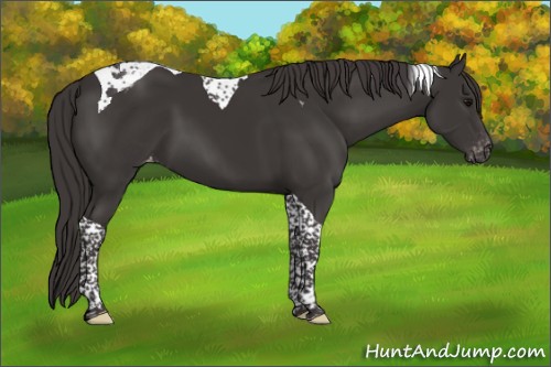 Horse Color:Smoky Black Tobiano Appaloosa 