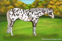 Horse Color:White Spotted Silver Smoky Blue Roan Splash Appaloosa 