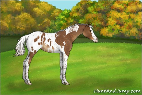 Horse Color:Silver Buckskin Roan Splash Tobiano Appaloosa 