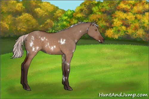 Horse Color:White Spotted Silver Brown Dun Sabino Rabicano 