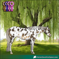 Horse Color:White Spotted Silver Buckskin Tobiano Appaloosa