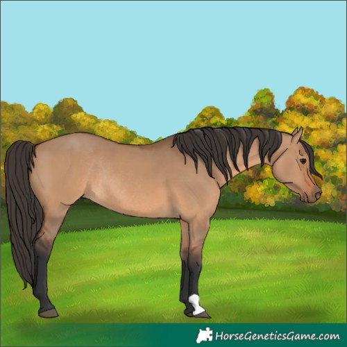 Horse Color:Bay Dun Rabicano 