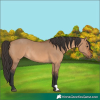 Horse Color:Bay Dun Rabicano 