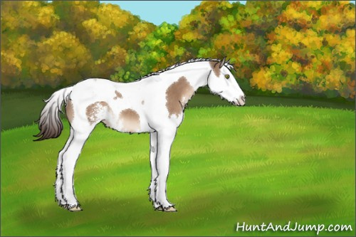 Horse Color:Liver Red Dun Sabino Splash Tobiano 