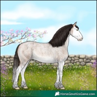 Horse Color:Bay Roan Dun Splash