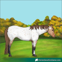 Horse Color:Bay Dun Near Leopard 