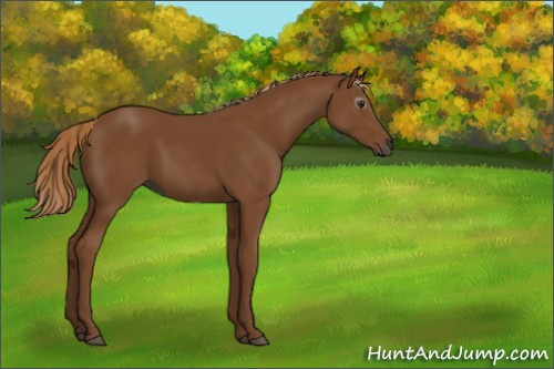 Horse Color:Gray Chestnut 