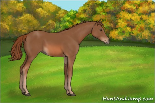 Horse Color:Chestnut 