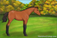 Horse Color:Bay 