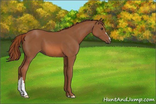 Horse Color:Chestnut 