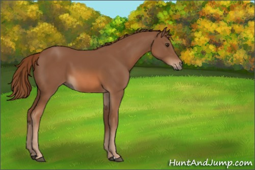 Horse Color:Chestnut 