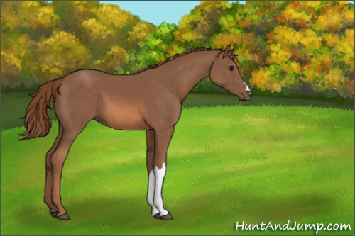 Horse Color:Chestnut 