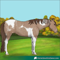 Horse Color:Classic Champagne Tobiano Varnish