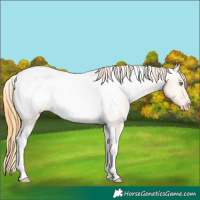 Horse Color:Amber Cream Champagne Dun Tobiano Snowcap 