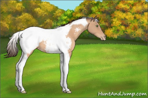 Horse Color:Amber Champagne Tobiano Appaloosa 