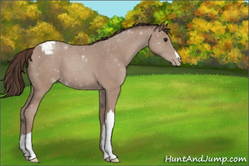 Horse Color:Classic Champagne Appaloosa 