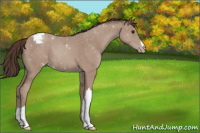 Horse Color:Classic Champagne Appaloosa