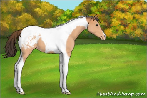Horse Color:Bay Tobiano Appaloosa 